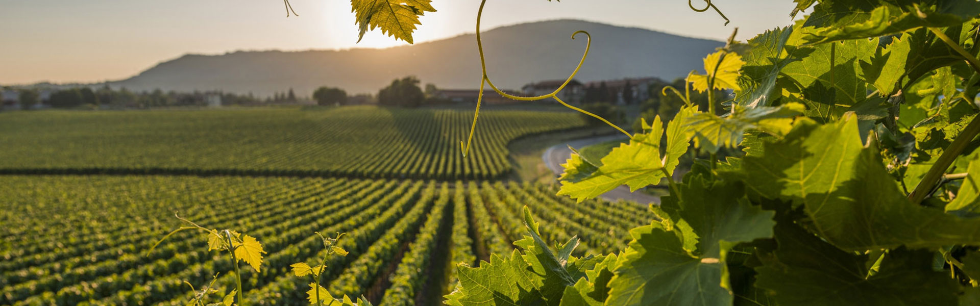 vigneti-montepulciano-1920x600